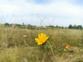 Hieracium laevigatum or smooth hawkweed. Royalty Free Stock Photo